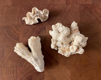 Assorted Coral / Real Coral Pieces / Coral Decor / Crafting Supplies / Terrarium / Nautical