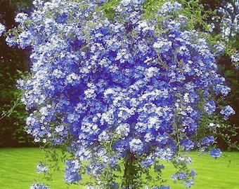 California Blues - Cape Plumbago Imperial Blue Seeds (30+ Seeds) - Vibrant Flowering Plant