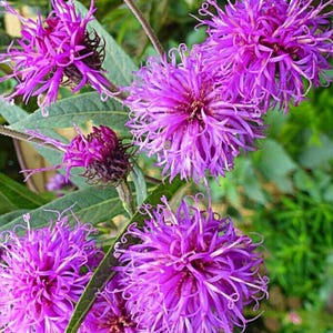 Könnte beinhalten: Nahaufnahme von leuchtend violetten Blüten mit stacheligen Blütenblättern und einem dunkleren Kern. Die Blüten sind in Gruppen angeordnet, umgeben von grünen Blättern und Stängeln. Das Bild zeigt die komplizierten Details der Blüten.
