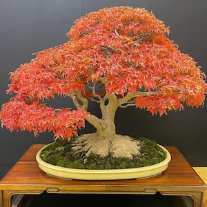 Puede incluir: Un bonsái con hojas rojas brillantes, plantado en una maceta ovalada amarilla clara con musgo verde. El árbol se encuentra sobre una mesa de madera pulida, mostrando los detalles del tronco y las ramas del árbol en miniatura.