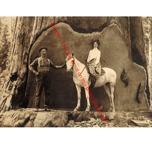 Redwood Logging Photograph 1900s California Loggers and Horse Workers Vintage Photo Hard Times Depression History Forest Lumber Print E088
