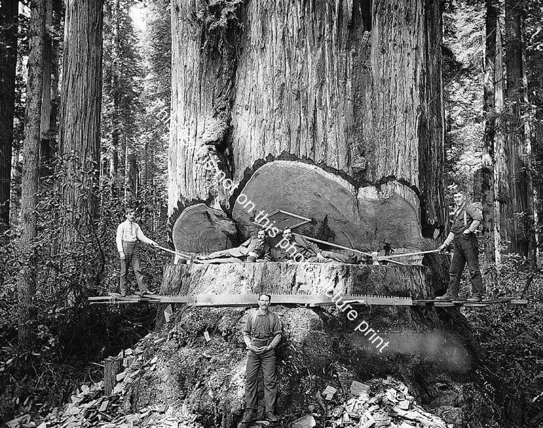 Redwood Sequoia Logging Photo Big Logs Giant Tree Cut California ...
