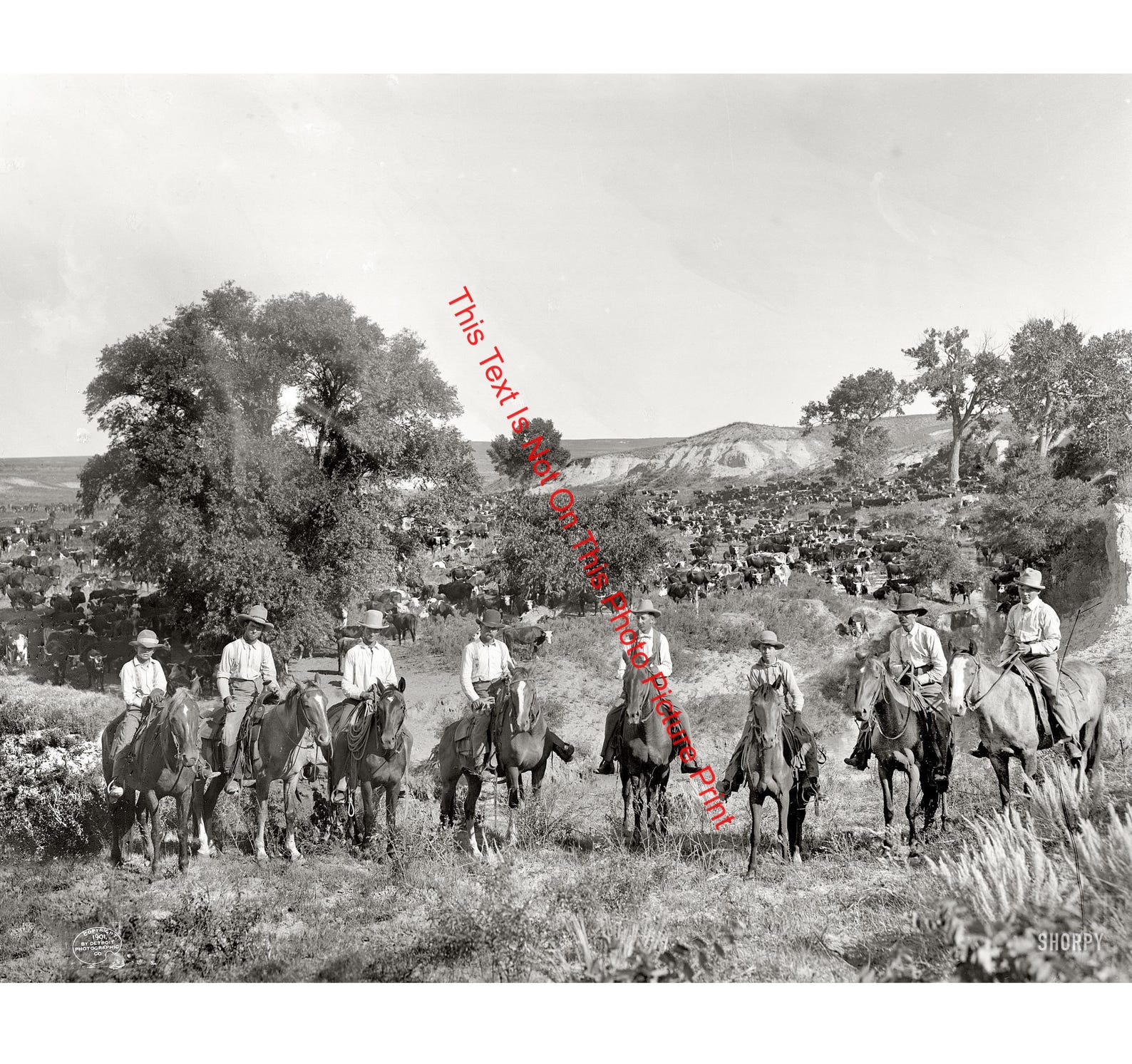 Texas Cowboys 1901 Horse Cattle Wranglers Vintage Photo Print American ...