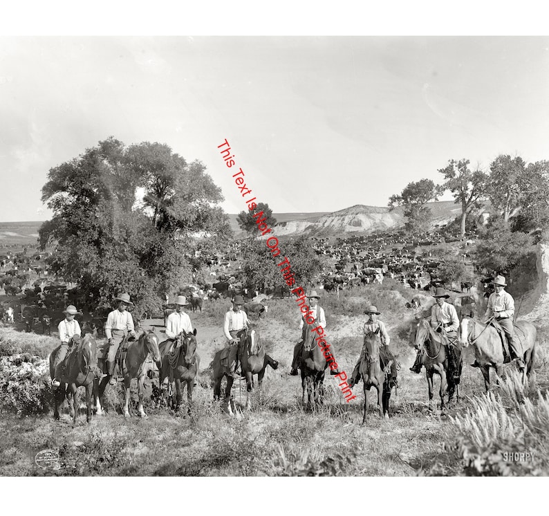Texas Cowboys 1901 Horse Cattle Wranglers Vintage Photo Print American ...