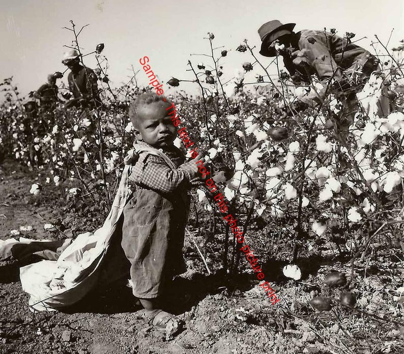 Vintage Black Boy Cotton Picker Photo Great Depression Child Labor Farm ...