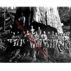 Vintage Redwood Sequoia Logging Photo Large Tree Big Logs Lumber Jacks 1884 California Loggers Antique Picture Print Image 463C