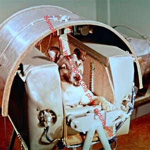 May include: A brown and white dog sits in a metal capsule, part of a space exploration experiment. The dog is wearing a harness and is looking to the right. The capsule is labeled "Sample - This is not on this photo picture print."