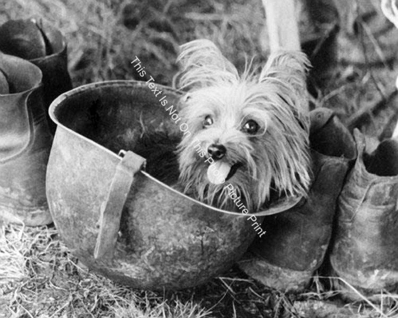 Smoky WW2 Yorkie Dog Heroine Soldier Hat Vintage Photo Print Wartime ...