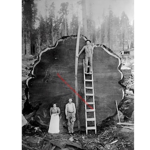 May include: Vintage black and white photograph of a massive tree cross-section. A man stands on a ladder, holding a large saw against the tree. Two people stand at the base of the tree. The tree's diameter is measured with a long saw.