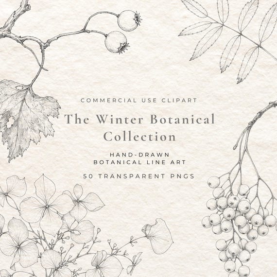 Winter Botanical Clipart Bundle, 50 Fine Line PNG Illustrations, Hand Drawn Flowers, Evergreen and Woodland Graphics