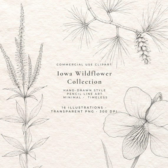Iowa Wildflower Fine Line Clipart Bundle for Wall Art Journaling Botanical Illustration Black Eyed Susan Wild Rose PNG Set 16 Designs