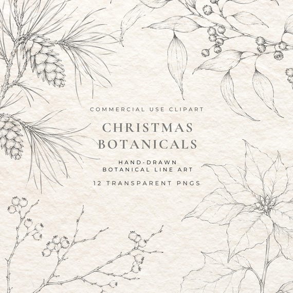 Christmas Botanical Clipart PNG, Vintage Winter Plants, Hand Drawn Poinsettia Holly Mistletoe, Fine Line Holiday Greenery Illustrations
