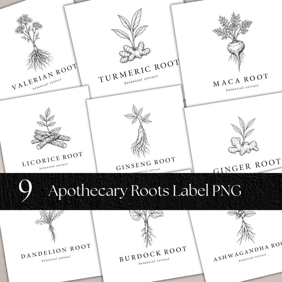 Root Botanical Clipart PNG Bundle, Fine Line  Apothecary Illustration Transparent Background, 9 Medicinal Roots Commercial Use