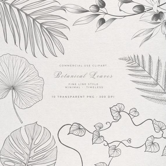 Fine Line Botanical Leaves Clipart PNG Bundle | Monstera Eucalyptus Fern Olive Palm Lotus Ivy Sage Banana Bay Leaf Transparent 300 DPI