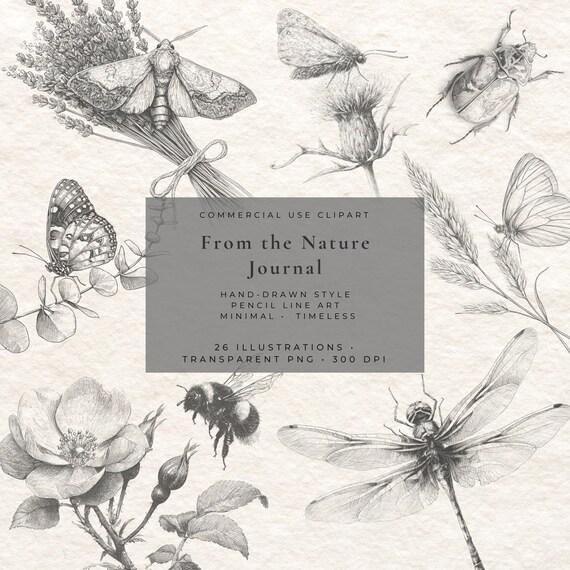 Fine Line Insect Clipart Bundle, Botanical Butterfly Moth Dragonfly Beetle PNG, Vintage Bug Illustrations, Nature Graphics