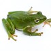SpringFrog