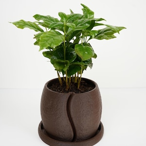 Può includere: Una pianta di caffè in vaso, con foglie verdi vibranti. Il vaso marrone a forma di chicco di caffè ha una superficie strutturata e un design unico, con un sottovaso abbinato. Su sfondo bianco.