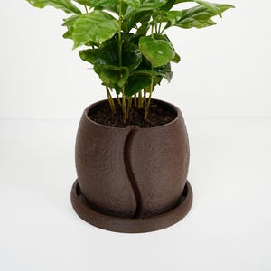 Puede incluir: Una pequeña planta de café de hojas verdes brillantes plantada en una maceta de cerámica de color marrón oscuro con textura. La maceta presenta una hendidura vertical curva que recuerda a un grano de café y descansa sobre un plato a juego.