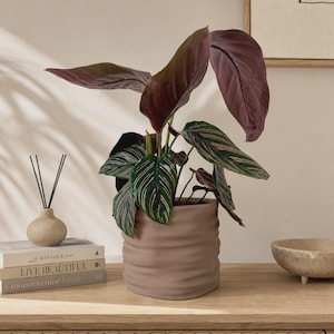 May include: A Calathea plant with dark green and pink striped leaves and deep purple undersides, potted in a matte, dusty rose-colored ceramic planter with a horizontal wavy, ribbed texture around the exterior of the cylindrical vessel.