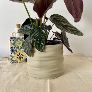 Op de afbeelding: Een Calathea plant in een lichtbeige keramische pot met een textuur, golvend ontwerp. De plant heeft donkergroene bladeren met roze strepen en diep bordeauxrode bladeren. Een decoratieve fles met een kurkstopper staat op de achtergrond.
