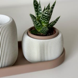 May include: A small succulent plant with green and white speckled leaves in a white, ribbed, round planter. The planter sits on a matching tray. The other planter is also white and ribbed. The background is a solid, neutral colour.