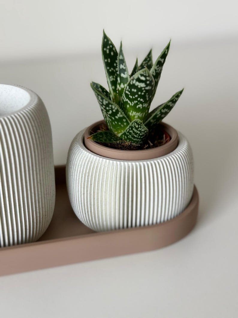 May include: A small succulent plant with green and white speckled leaves in a white, ribbed, round planter. The planter sits on a matching tray. The other planter is also white and ribbed. The background is a solid, neutral colour.