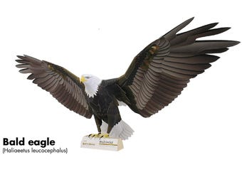 Bald Eagle, Bird, Paper Model, papercraft, papercraft template kit, Animal, pdf, printable papercraft, paper model