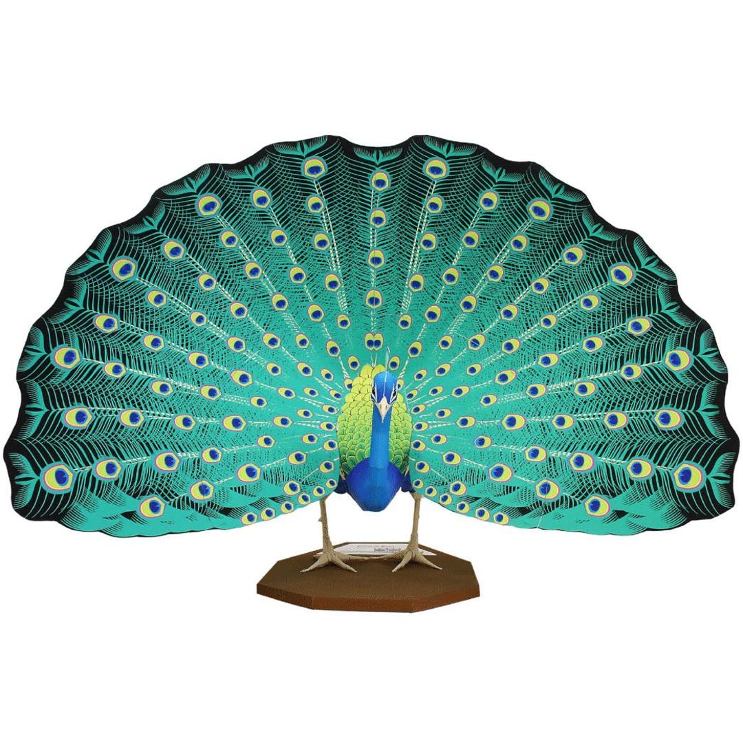 Indian Peafowl, Bird, Paper Model, Papercraft, Papercraft Template Kit ...