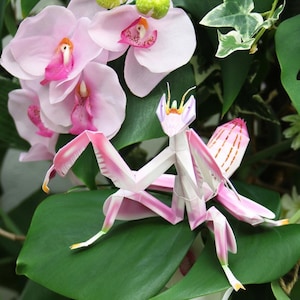 Puede incluir: Una mantis religiosa de papel, en tonos rosa y blanco, posada sobre una gran hoja verde. El insecto de origami está rodeado de flores de orquídeas rosas y otras plantas, creando una escena natural.