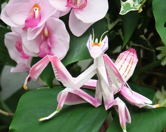 Orchid mantis Papercraft, Hymenopus coronatus, Insect, Paper model sculpture, pdf, printable papercraft