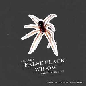 May include: A sticker featuring a False Black Widow spider with a black body and brown legs. The sticker has a white border and the text "(MALE) FALSE BLACK WIDOW @STICKERSBYMUSE" on a dark gray background.