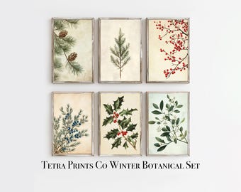 May include: Set of six botanical prints featuring winter greenery, including pine branches, holly, and juniper berries. The prints are framed in a simple white frame and have a vintage aesthetic.