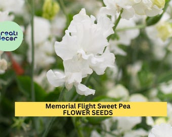 50+ Memorial Flight Sweet Pea Seeds – Soft Blue Fragrant Blooms for Garden Planting, Climbing Vines for Trellises & Bouquets – USA
