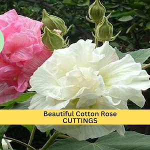 4 Cotton Rose Cuttings | Hibiscus mutabilis | Color Changing Blooms | Unrooted Flowering Shrub Starter | Beautiful Garden Plant