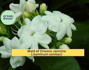 Maid of Orleans Jasmine Plant | Jasminum sambac Rooted Starter | Fragrant Flowering Vine for Garden, Patio, or Indoor Pots