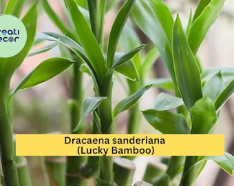 Lucky Bamboo – Dracaena sanderiana – 3 Stalks (4”, 6”, 8”) Live Indoor Plant, Feng Shui Home or Office Gift for Good Fortune
