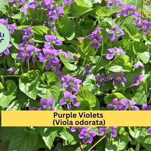 May include: A vibrant image of purple violets (Viola odorata) in full bloom, with green foliage. The flowers are a deep purple hue, and the leaves are a lush green. The image includes the text "Purple Violets (Viola odorata)".