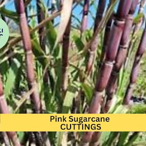 May include: Close-up of a field of pink sugarcane stalks. The stalks are a vibrant purple color and have a green leafy top. The text "Pink Sugarcane CUTTINGS" is displayed on a yellow banner.