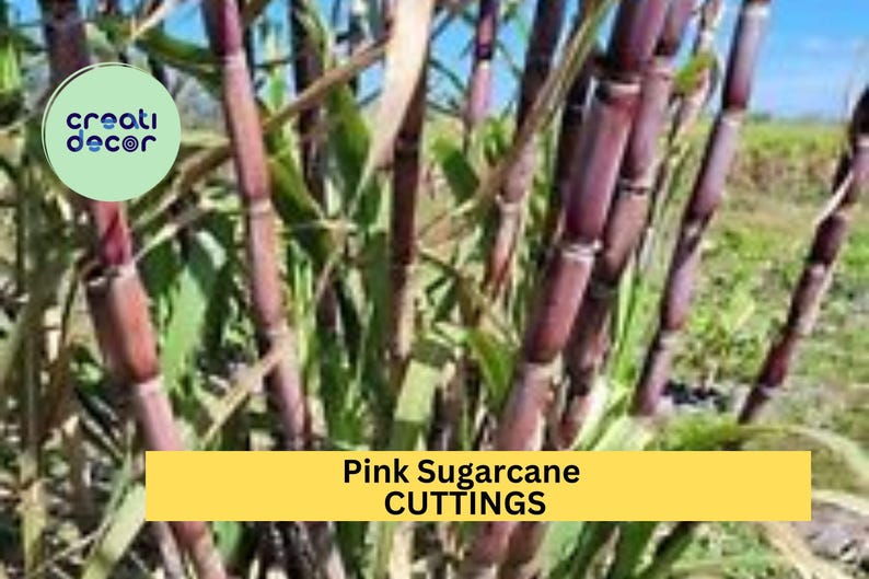 May include: Close-up of a field of pink sugarcane stalks. The stalks are a vibrant purple color and have a green leafy top. The text "Pink Sugarcane CUTTINGS" is displayed on a yellow banner.