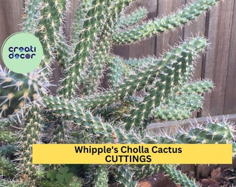 Whipple's Cholla Cactus Cuttings (5) | Cylindropuntia whipplei | Hardy Flowering Shrub | Drought-Tolerant Desert Plant
