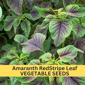 May include: Close-up of a patch of red stripe amaranth plants with green and purple leaves. The text "Amaranth RedStripe Leaf VEGETABLE SEEDS" is on a yellow banner.