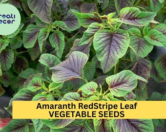 3Pcs x 500mg Red Stripe Amaranth Seeds – Red Beauty Tricolor Leafy Greens for Garden Beds, Pots, or Containers Seeds for Planting