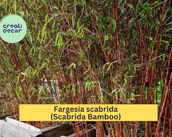 Scabrida Bamboo – Fargesia Rooted Live Plant, 18–24" Tall, Cold Hardy Non-Invasive Clumping Bamboo for Privacy Screens and Landscapes