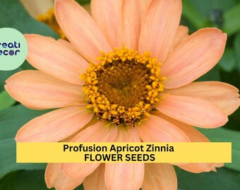 Profusion Apricot Zinnia Seeds – 100+ Seeds – Compact Hybrid with Soft Apricot Blooms for Garden Beds, Pollinator Spaces, and Containers
