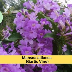May include: Close-up of Mansoa alliacea, also known as Garlic Vine, with clusters of vibrant purple flowers. The image features a lush display of blooms and green foliage, with a yellow banner displaying the plant's name.