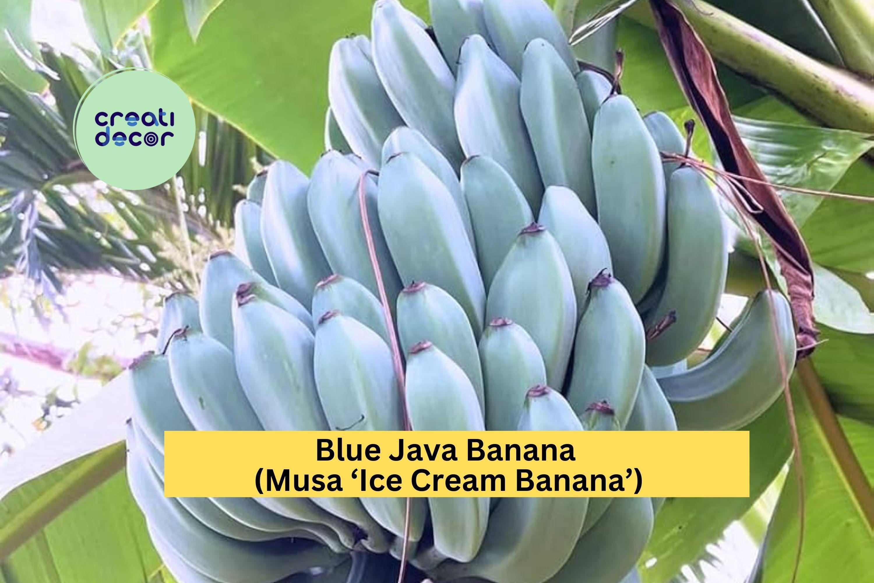 Blue Java Banana Plant | Musa 'ice Cream Banana' Rooted Starter