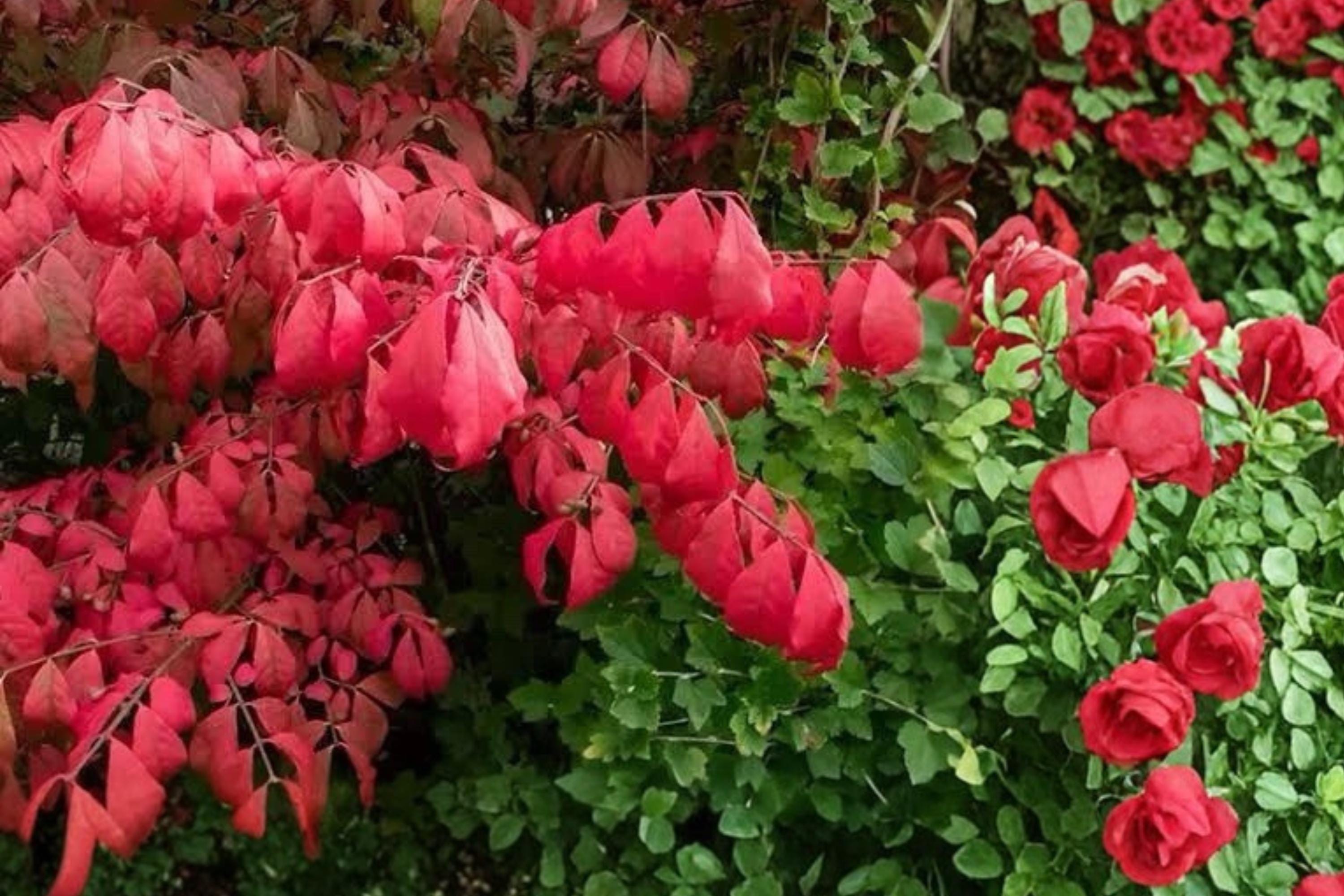 Burning Bush 2 Live Plants Bare Root (euonymus Alatus) Red Fall Foliage ...