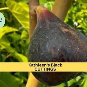May include: A close-up of a dark fig, with a deep purple hue, hanging from a branch. The text "Kathleen's Black CUTTINGS" is displayed on a yellow banner. Green leaves form the background.