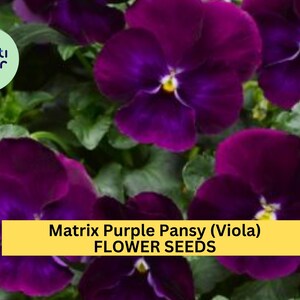 May include: Purple pansy flower seeds, Matrix Purple Pansy (Viola) FLOWER SEEDS