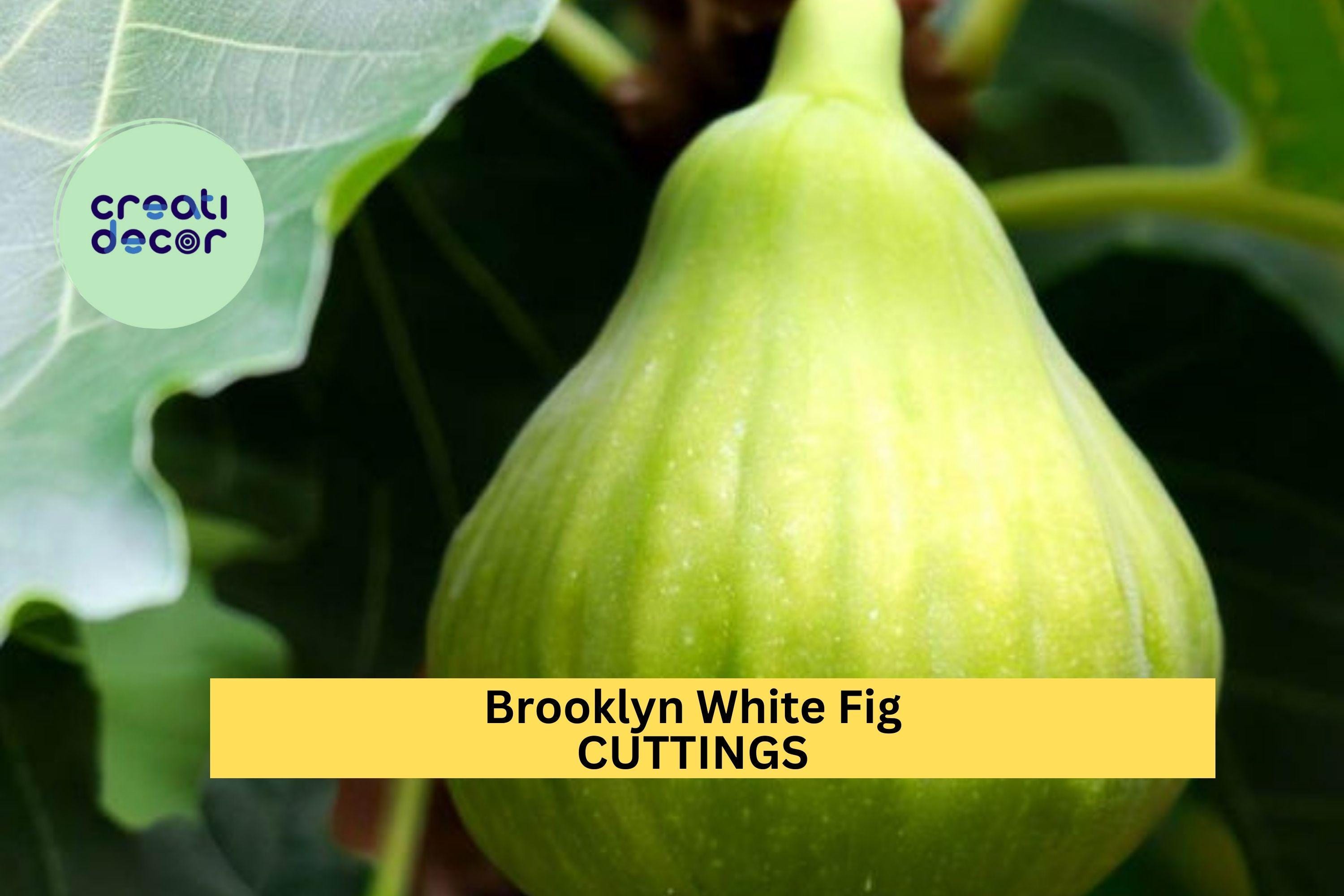 Brooklyn White Fig – 2 Cuttings + Bonus Willow Water | Rare Fig
